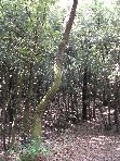 ntrada Ilice-20100905 065